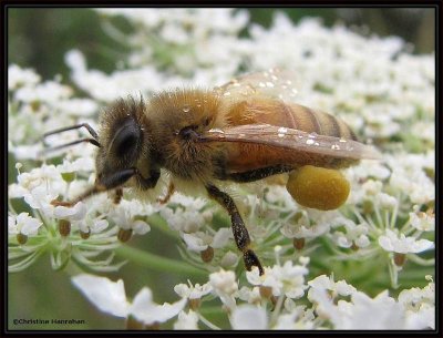 Honey bee (Apis mellifera) with pollen pack