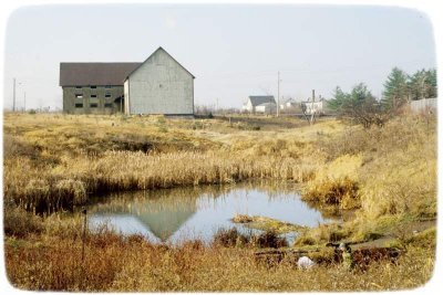 Amphibian Pond, perhaps 1995 or 1996