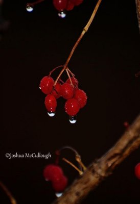 High bush cranberry fruit in rain
