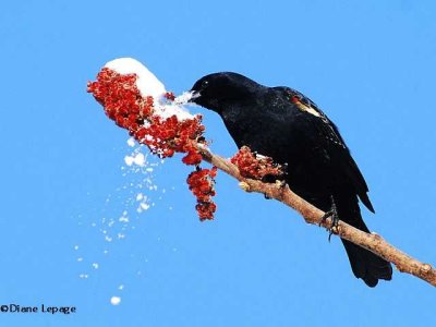 Red-winged blackbird/ Carouge  paulette