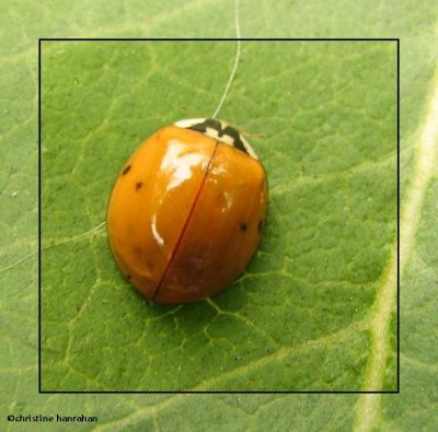 Asian ladybeetle (Harmonia axyridis)