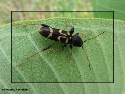 Longhorned beetle (Clytus ruricola)