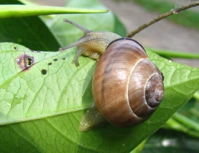 Snail, possibly a Cepaea species