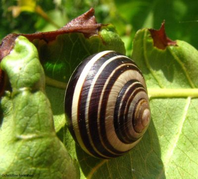 Grove snail (Cepaea nemoralis)