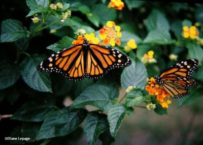 Monarchs nectaring on lantana