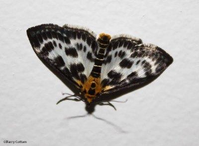 Small magpie moth  (Eurrhypara hortulata), #4952