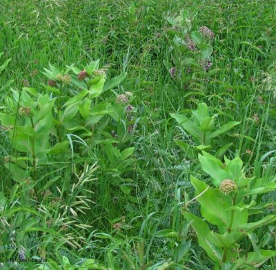 New milkweed coming up (2012)