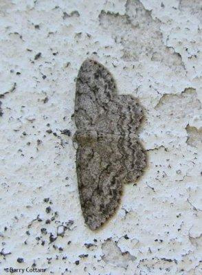 Small engrailed moth (Ectropis crepuscularia), #6597