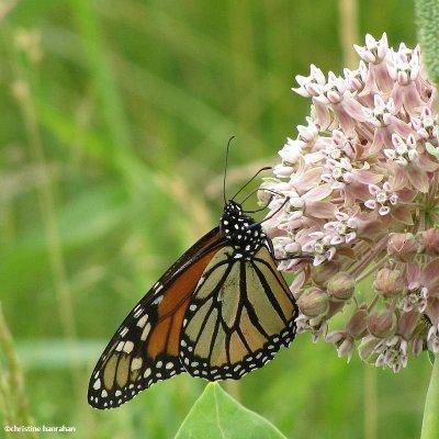 Monarch nectaring on common milkweed