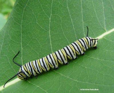 Monarch caterpillar