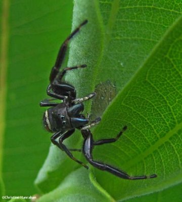 Jumping spider (Phidippus clarus), male