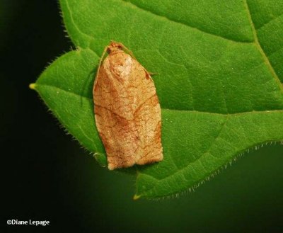 Oblique-Banded Leafroller moth (Choristoneura rosaceana), #3635