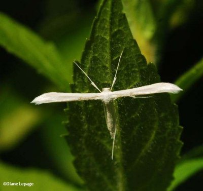 Plain Plume moth (Hellinsia homodactylus), #6203