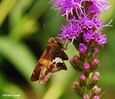 Silver-Spotted Skipper (Epargyreus clarus)