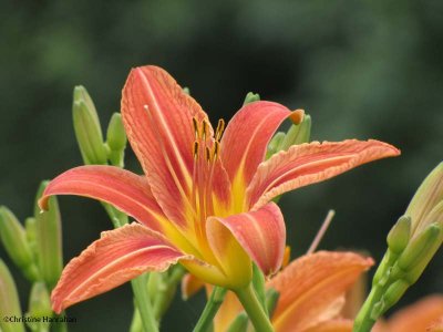 Day lily