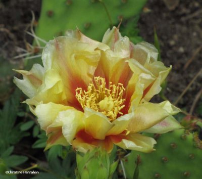 Eastern prickly pear cactus flower (Opuntia humifusa)
