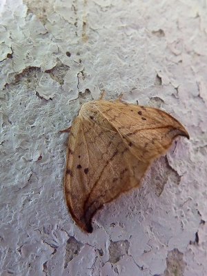 Arched hooktip (Drepana arcuata), # 6251