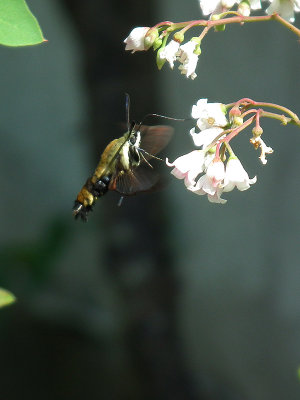 Snowberry clearwing (Hemaris diffinis), #7855,  feeding on spreading dogbane