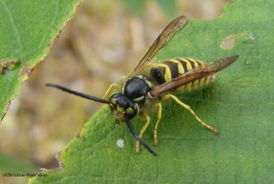 Downy yellowjacket (Vespula flavopilosa), male