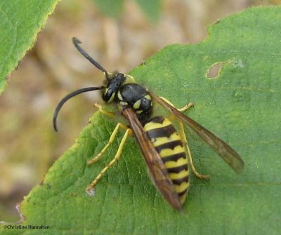 Downy yellowjacket (Vespula flavopilosa), male