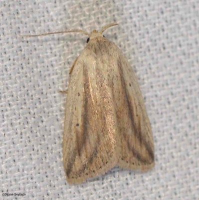  Feeble Grass Moth (Amolita fessa), #9818