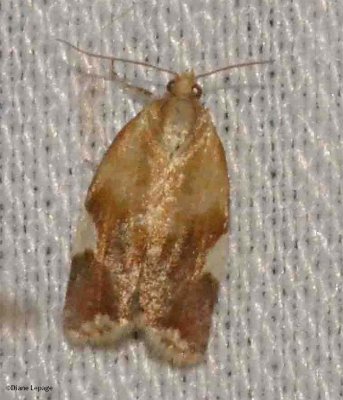 White-Triangle Clepsis (Clepsis persicana), #3682