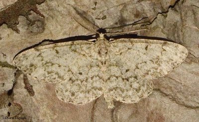 Small engrailed moth (Ectropis crepuscularia), #6597