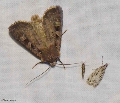 Soft dart (Feltia mollis) #10644,  and  Striped eudonia (Eudonia strigalis), #4738