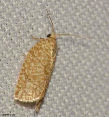 Grass moth oak leafroller (Argyrotaenia quercifoliana), #3623