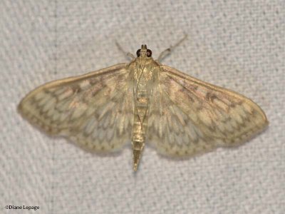 Bold-feathered Grass moth  (Herpetogramma pertextalis), #5275