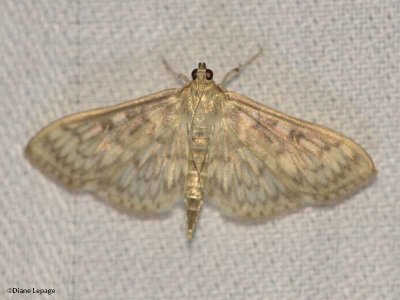 Bold-feathered Grass moth (Herpetogramma pertextalis), #5275