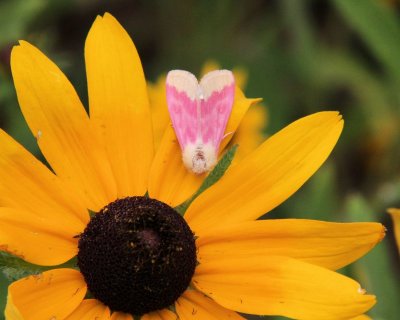 Primrose Moth (Schinia florida ),  #11164