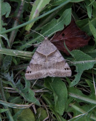 Clover looper moth (Caenurgina crassiuscula), # 8738
