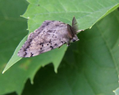 Gypsy moth (Lymantria dispar), male,  #8313