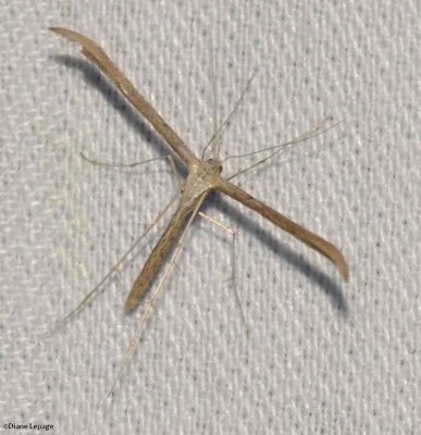 Morning-Glory Plume moth (<em>Emmelina monodactyla</em>), #6234