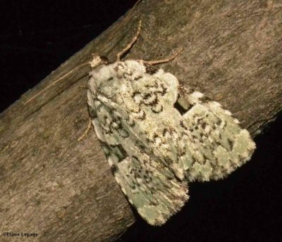 Green Leuconycta (Leuconycta diphteroides), #9065