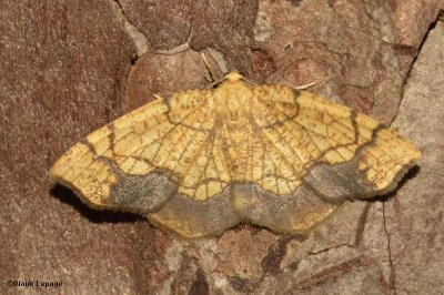 Horned Spanworm Moth (Nematocampa resistaria), #7010