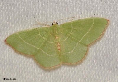 Red-Fronted Emerald (Nemoria rubrifrontaria), #7047