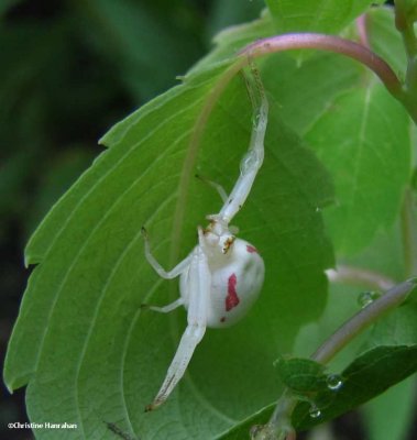 Female Goldenrod Crab spider (<em>Misumena vatia</em>) 