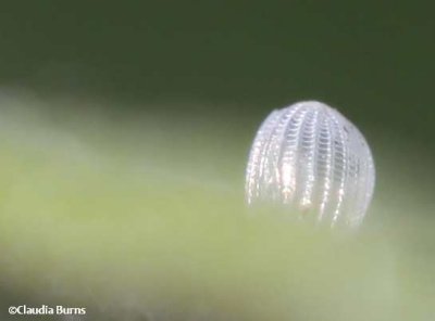 Monarch butterfly egg