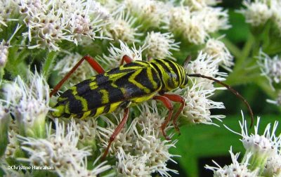 Locust borer  (<em>Megacyllene robinia</em>) on boneset