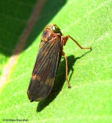 Leafhopper (Coelidia olitoria)