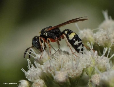 BeeWolf  wasp (Philanthus)