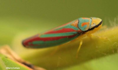 Leafhopper (Graphocephala coccinea)