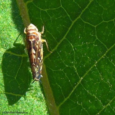 Leafhopper (Scaphoideus)