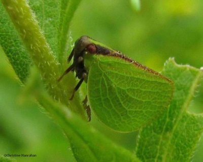 Planthopper (Acanalonia bivittata)