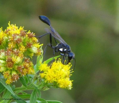 Sphecid wasp (Eremnophila aureonotata)