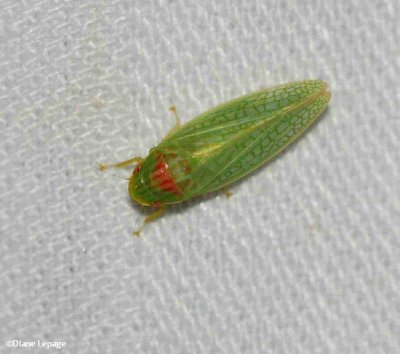 Leafhopper (Gyponana octolineata)