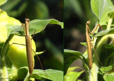 Praying mantis (Mantis religiosa), two views