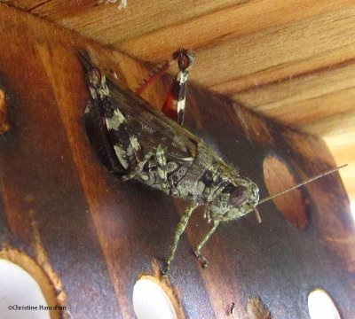 Grizzly spur-throated grasshopper (Melanoplus punctulatus)